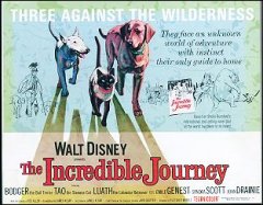 INCREDIBLE JOURNEY Walt Disney 1963 9 card set