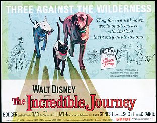 INCREDIBLE JOURNEY Walt Disney 1963 9 card set - Click Image to Close